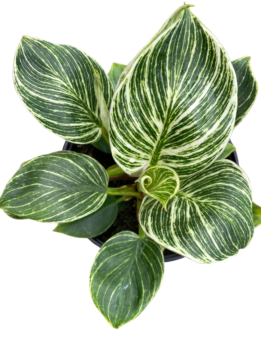 Philodendron Birkin 6"